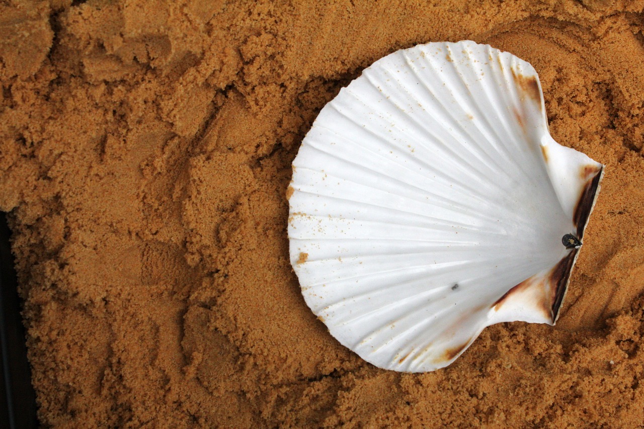 Bring the Beach Home: Seashell Crafts for Kids